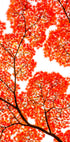 Geometry of Autumn Silence (NEW) - Posterbox