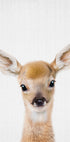Peekaboo Baby Deer Plakat - Posterbox