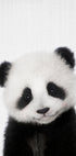 Peekaboo Baby Panda - Posterbox