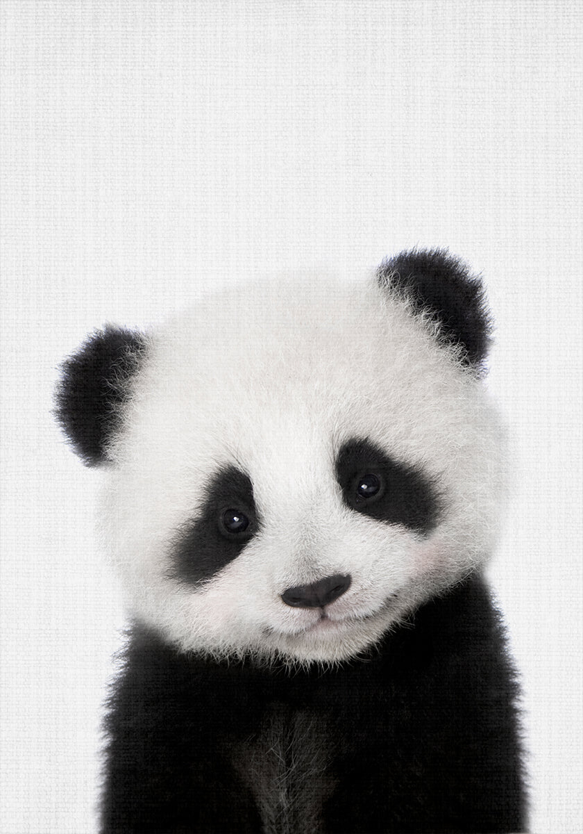Peekaboo Baby Panda - Posterbox