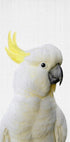 Peekaboo Cockatoo Plakat - Posterbox