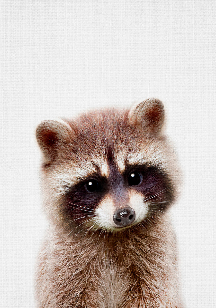 Peekaboo Raccoon Plakat - Posterbox