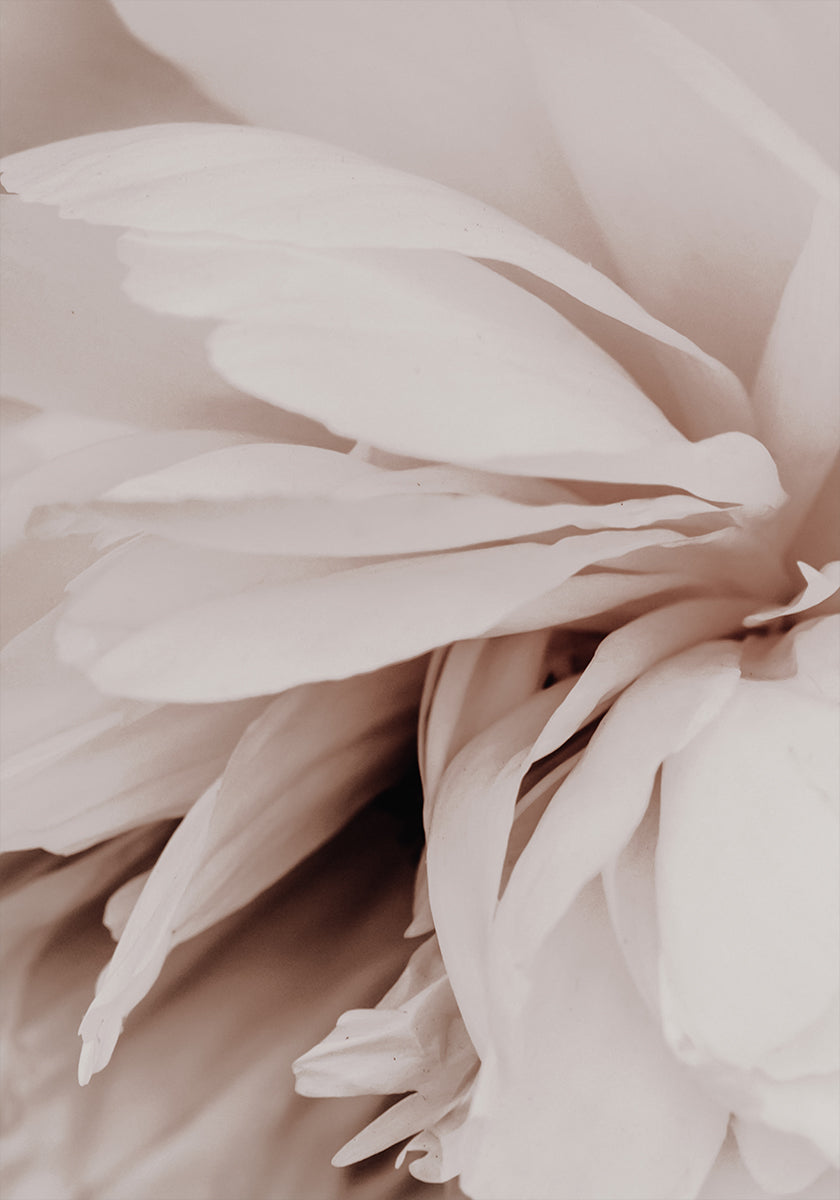 Peony Plakat - Posterbox