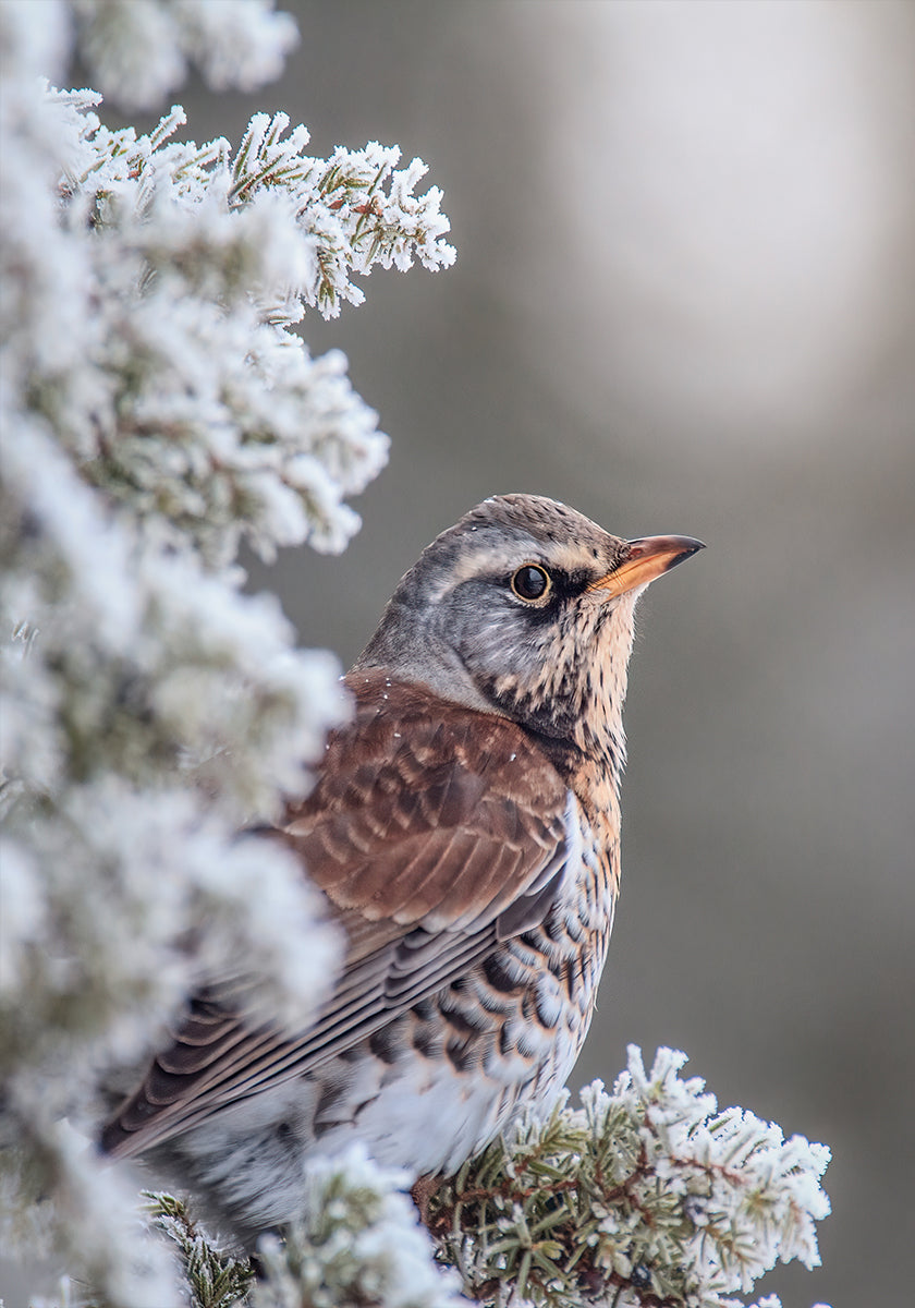 Fieldfare in a winter setting Plakat - Posterbox