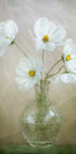 Cosmos breeze - Posterbox
