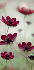 Cosmos sway - Posterbox