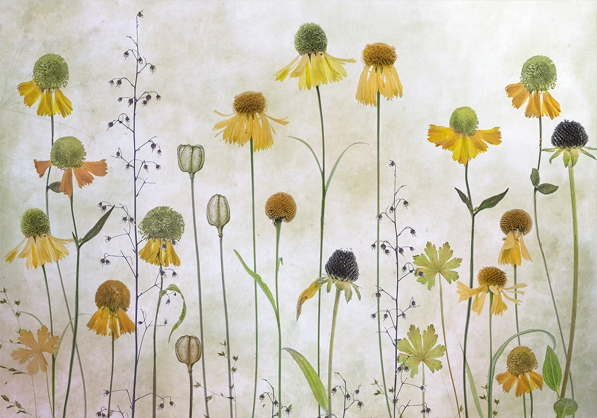 Helenium Plakat - Posterbox