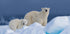 Mommy and baby Plakat - Posterbox
