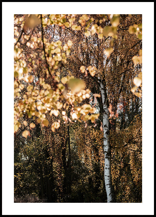 Autumn Birch Tree - Posterbox