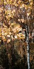 Autumn Birch Tree - Posterbox