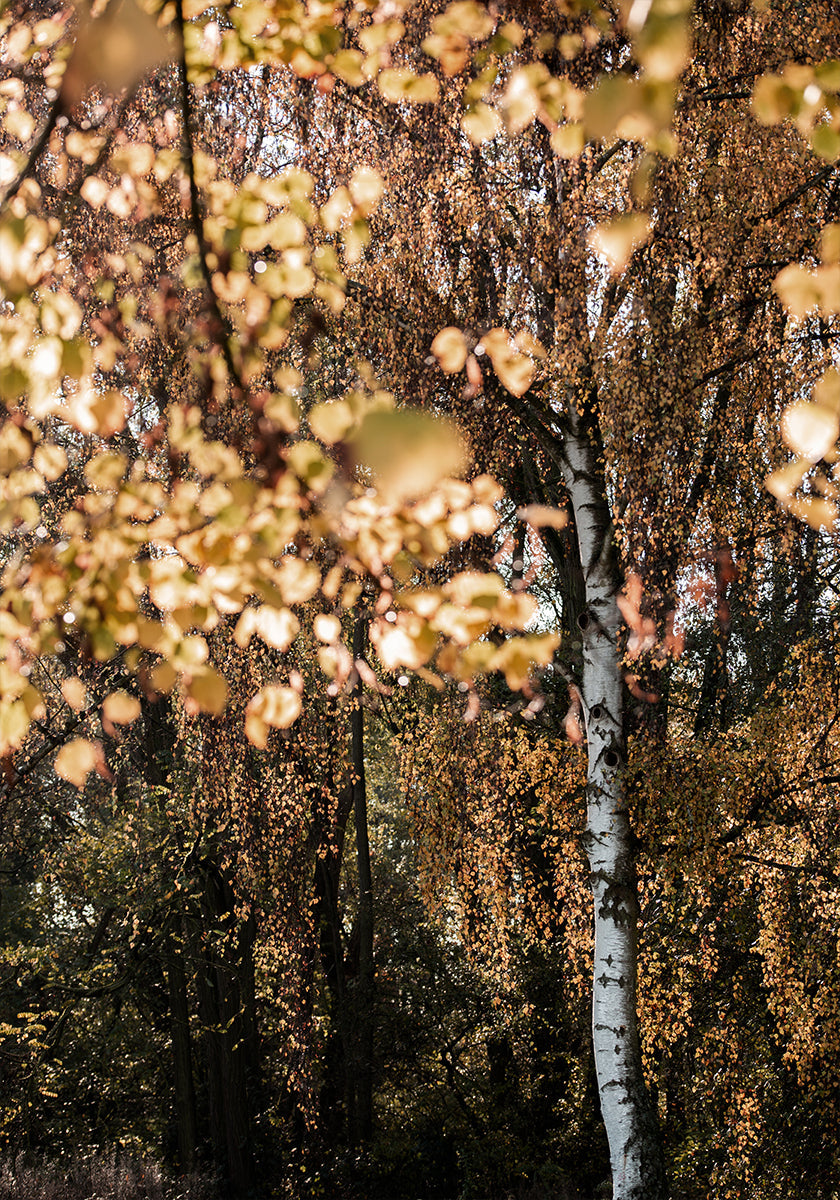 Autumn Birch Tree - Posterbox