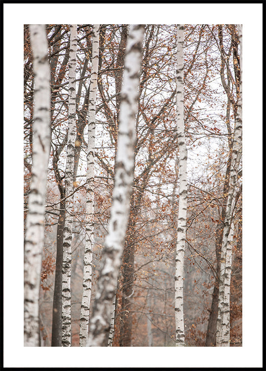 Birch Trees 6 Plakat - Posterbox