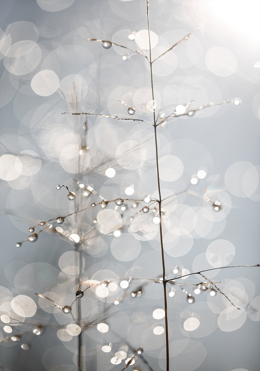 Natural Sparkle - Posterbox