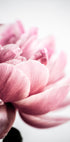 Peony 1 - Posterbox