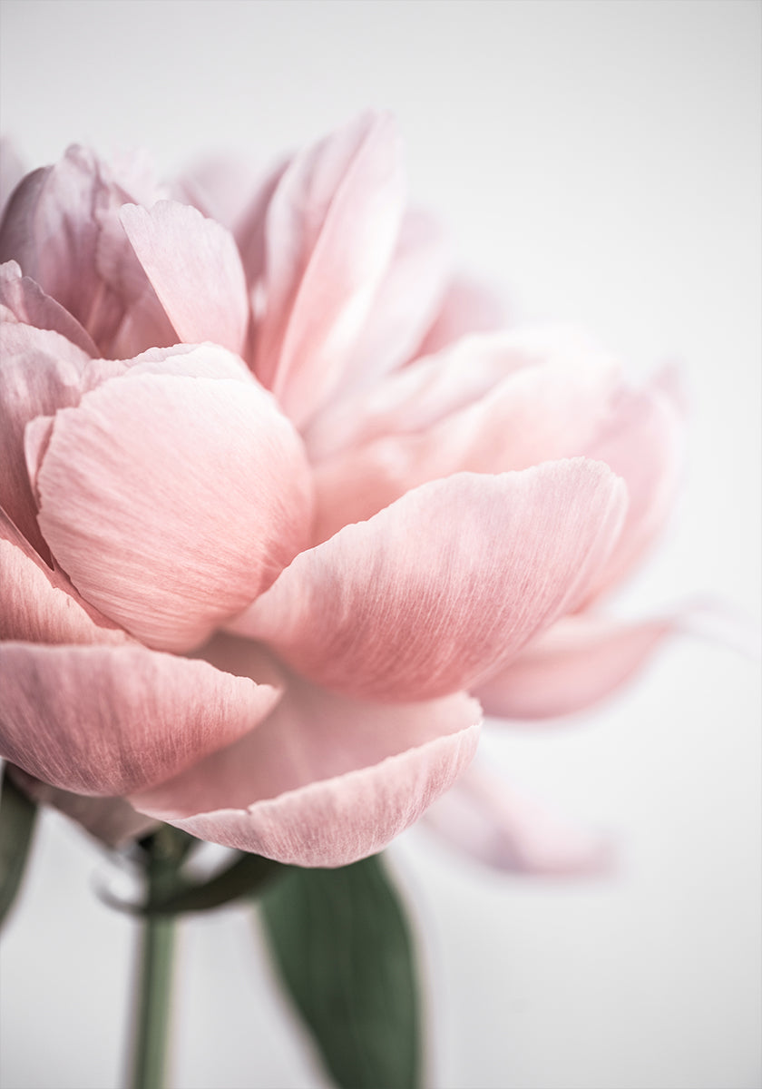 Peony 3 - Posterbox