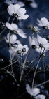Wild Flowers 10 - Posterbox