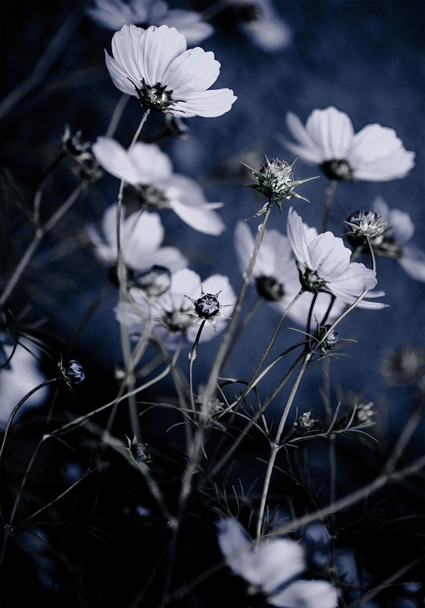 Wild Flowers 10 - Posterbox