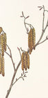 Hazel Alder (alnus Regosa) From North American Wildflowers (1925) By Mary Vaux Walcott. Plakat - Posterbox