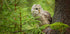 Ural Owl Plakat - Posterbox