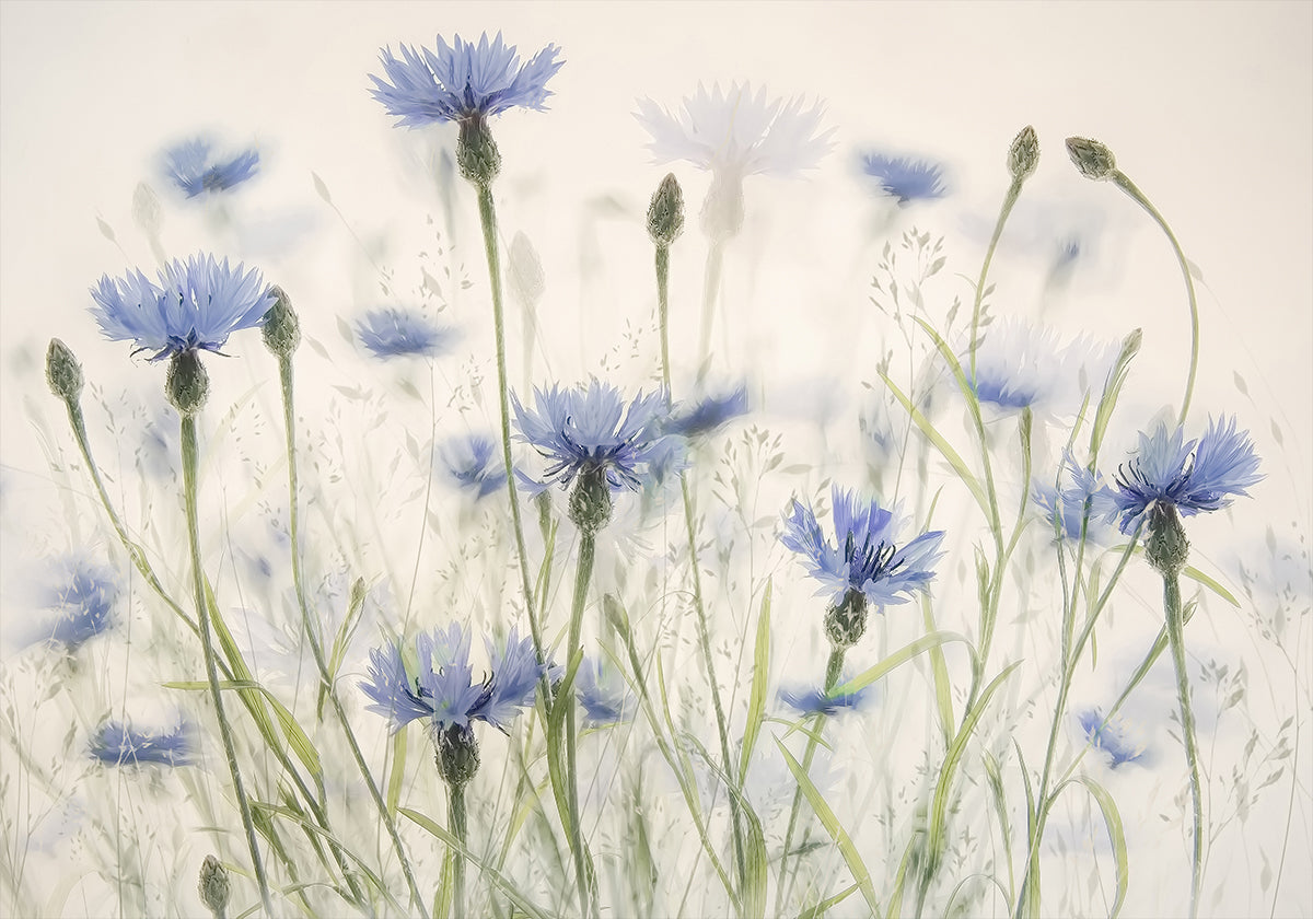 Cornflowers Plakat - Posterbox
