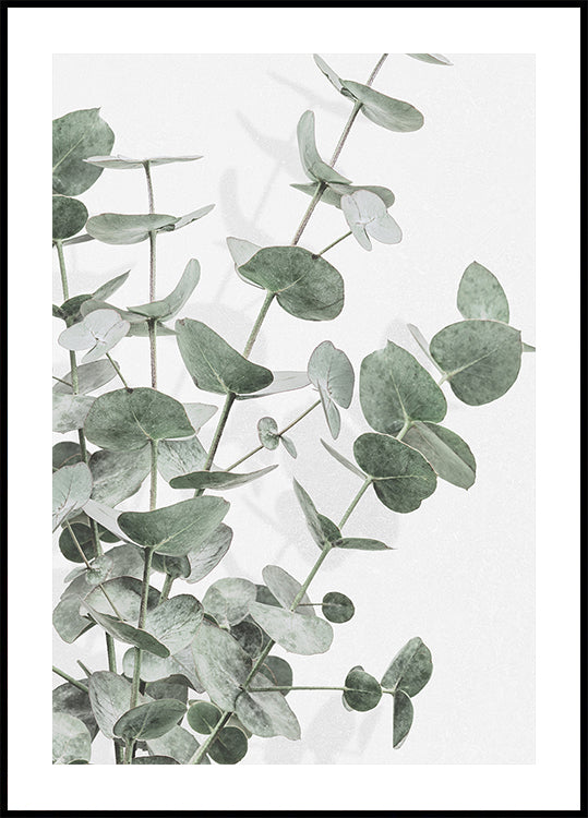 Eucalyptus_003 Plakat - Posterbox