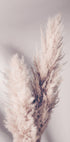 Pampas Grass - Posterbox