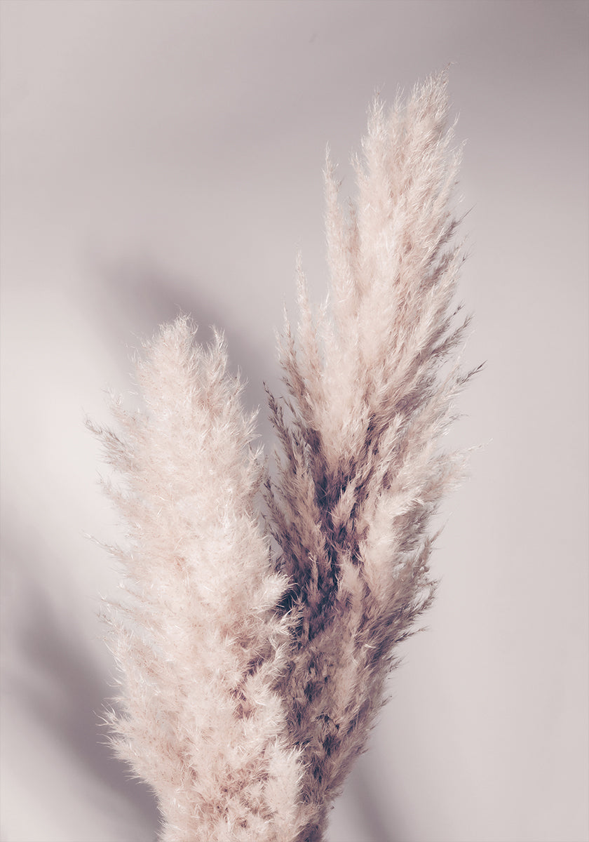 Pampas Grass - Posterbox