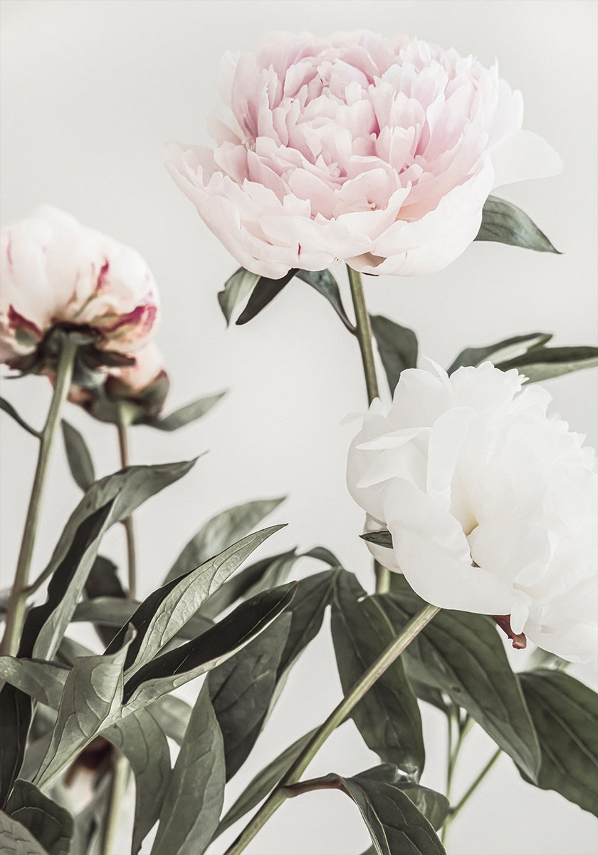 Peony 04 - Posterbox