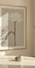 Peony 07 Plakat - Posterbox