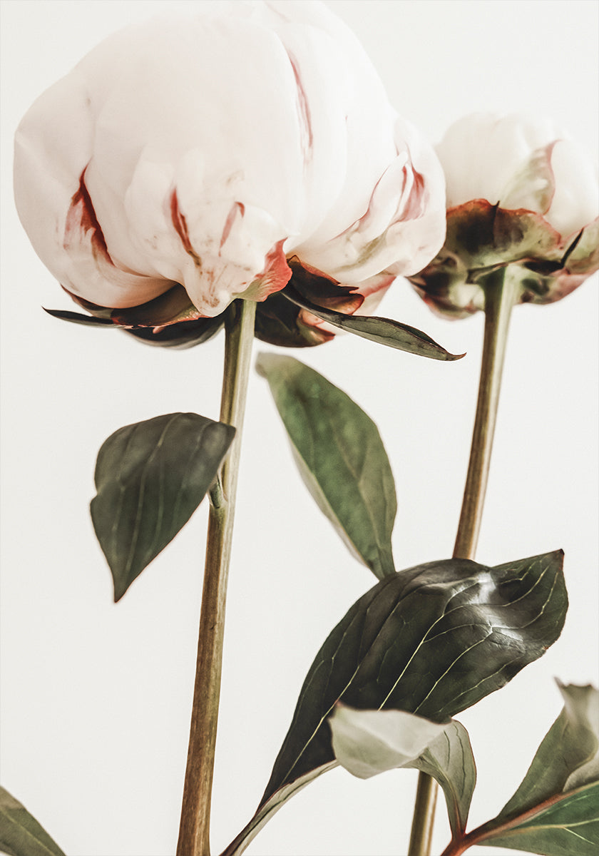 Peony 24 Plakat - Posterbox