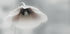 Ephemeral Beauty - Posterbox