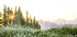 Alpine Dawn, Wildflowers and Forest Sunrise Plakat - Posterbox.dk