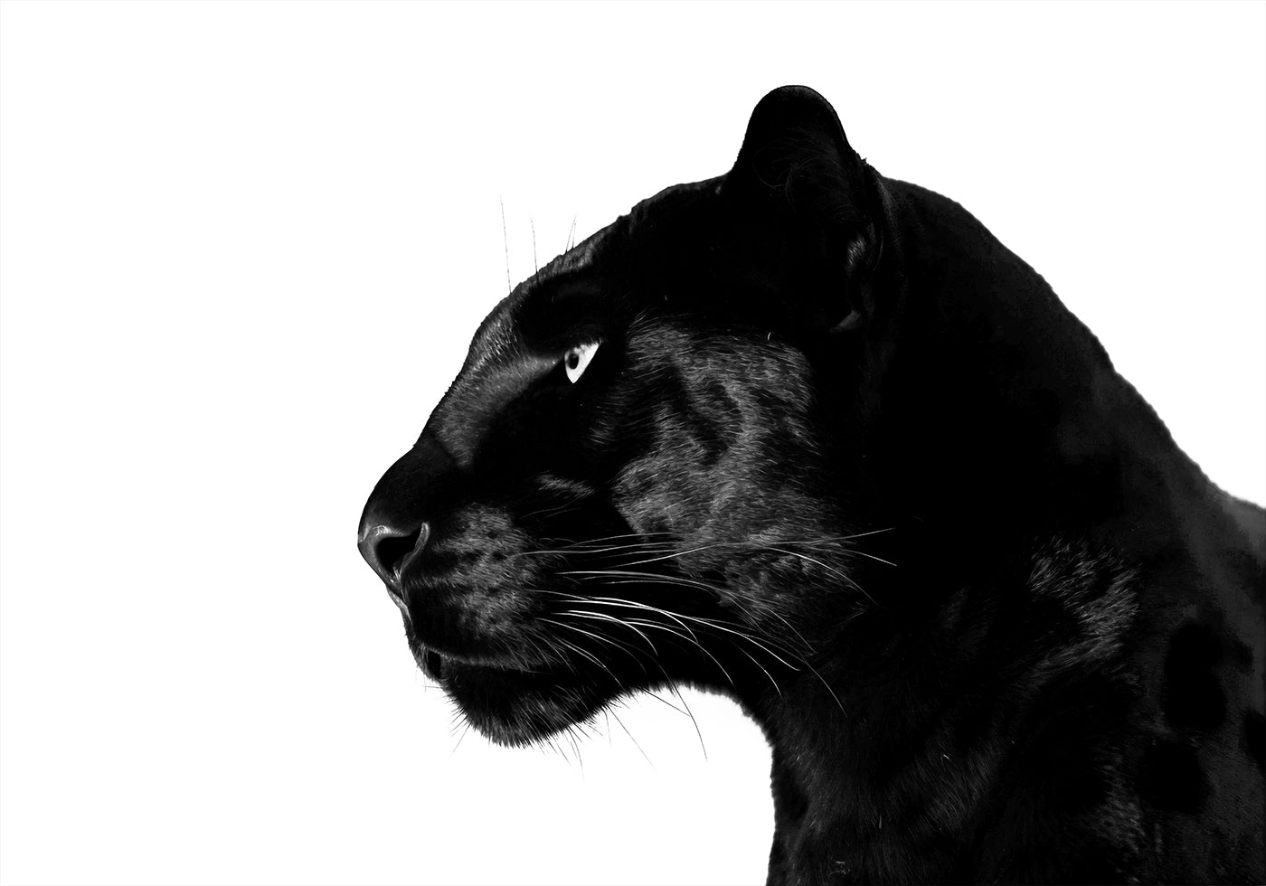 Black Panther Profile Plakat - Posterbox