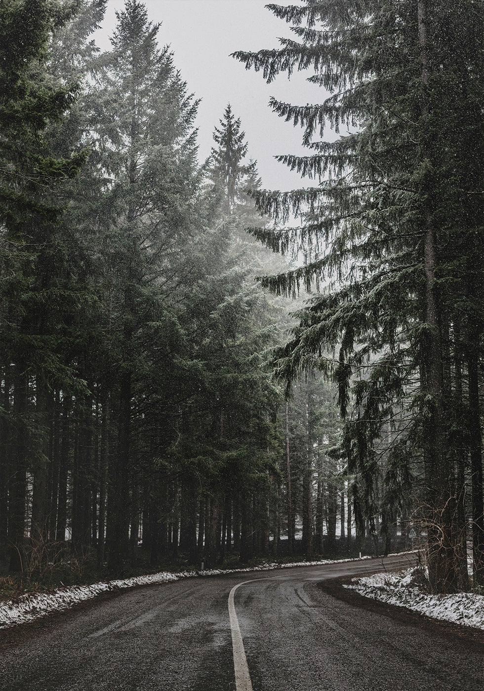 Forest Road in Winter Plakat - Posterbox.dk