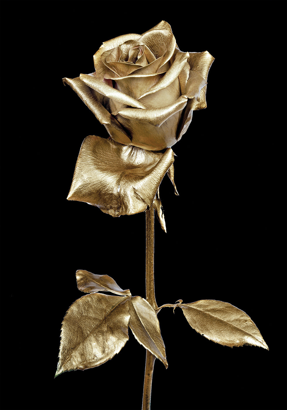 Golden Rose Plakat - Posterbox.dk