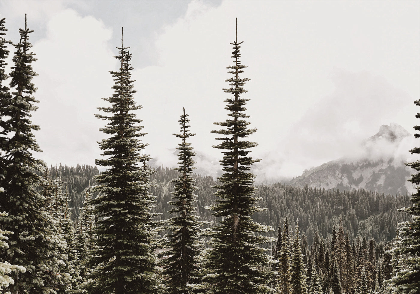 Majestic Fir Trees in the Mountains Plakat - Posterbox.dk