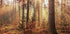 Mysterious Light of the Autumn Forest Plakat - Posterbox.dk