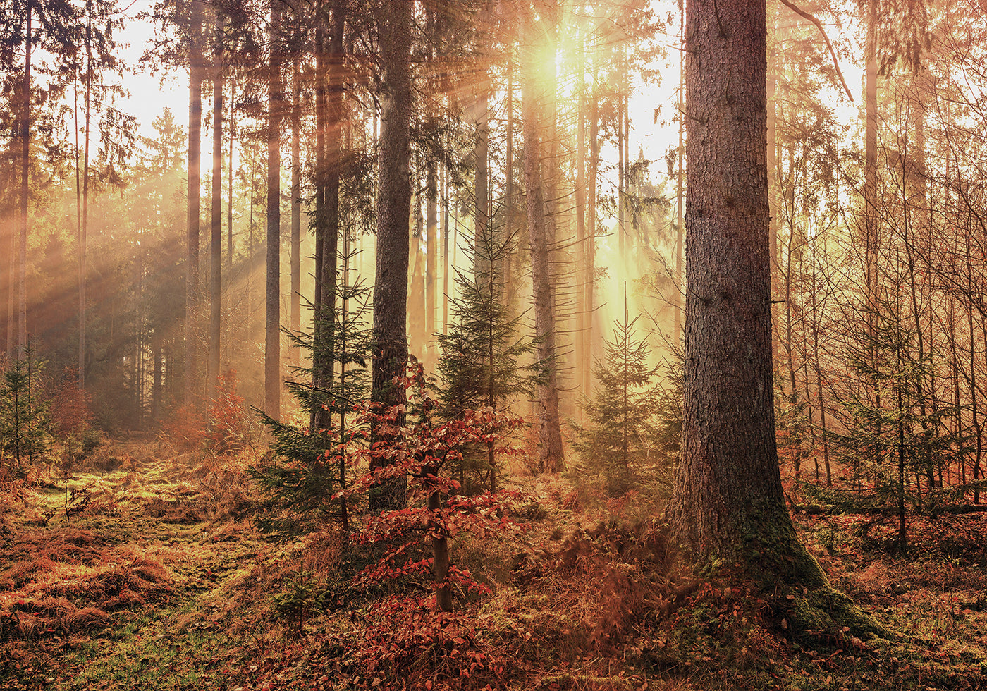 Mysterious Light of the Autumn Forest Plakat - Posterbox.dk