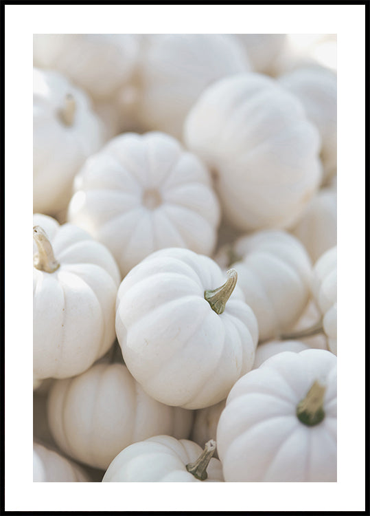 Small White Pumpkins Plakat - Posterbox.dk