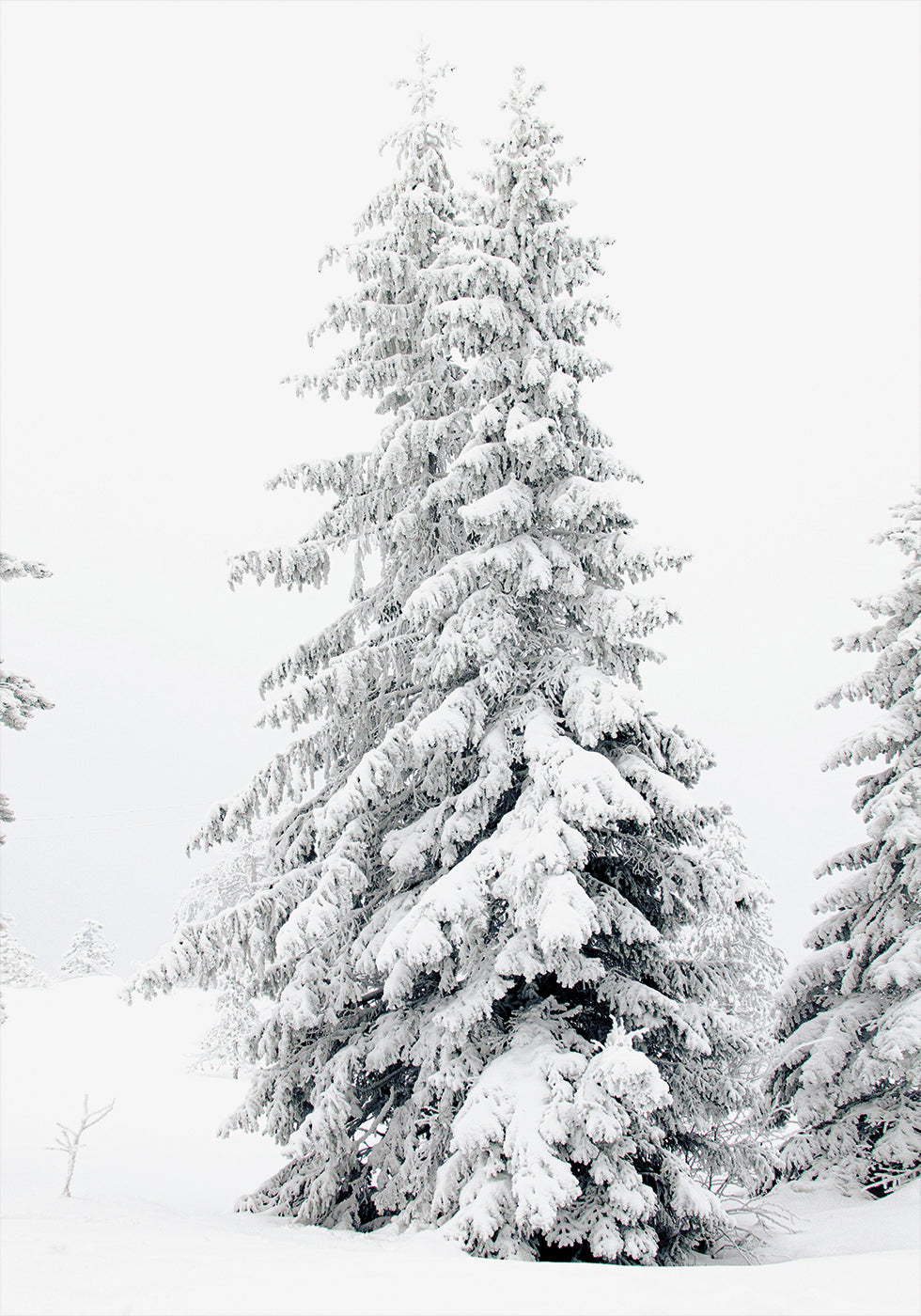 Snow-Covered Pine Trees Plakat - Posterbox.dk