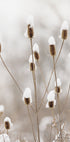 Snowy Dried Flowers Plakat - Posterbox.dk