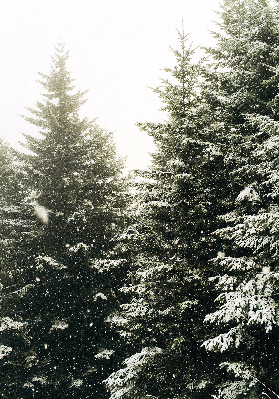 Snowy Evergreen Forest Plakat - Posterbox.dk
