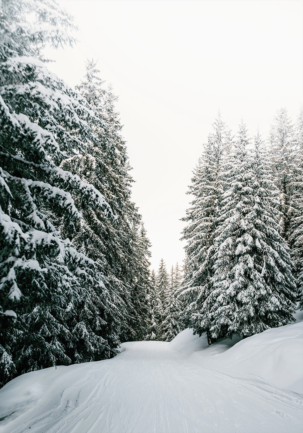 Snowy Road Through Evergreen Forest Plakat - Posterbox.dk