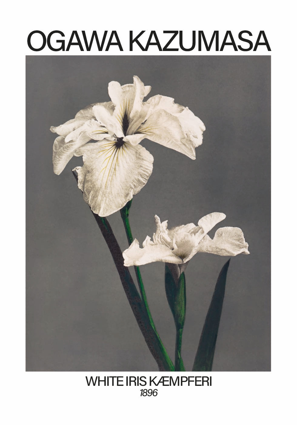 White Iris print, Ogawa Kazumasa Plakat - Posterbox.dk