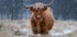 Snowy Highland cow - Posterbox