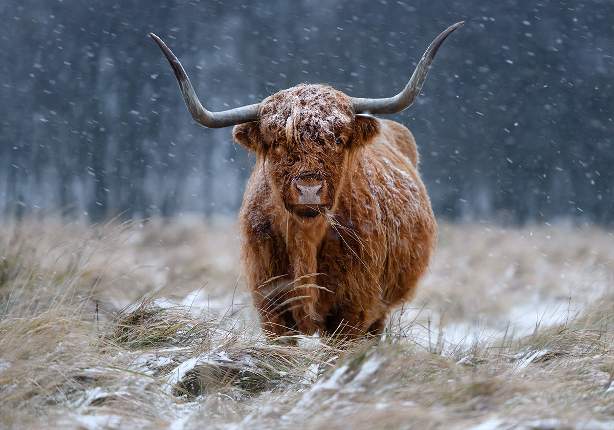 Snowy Highland cow - Posterbox