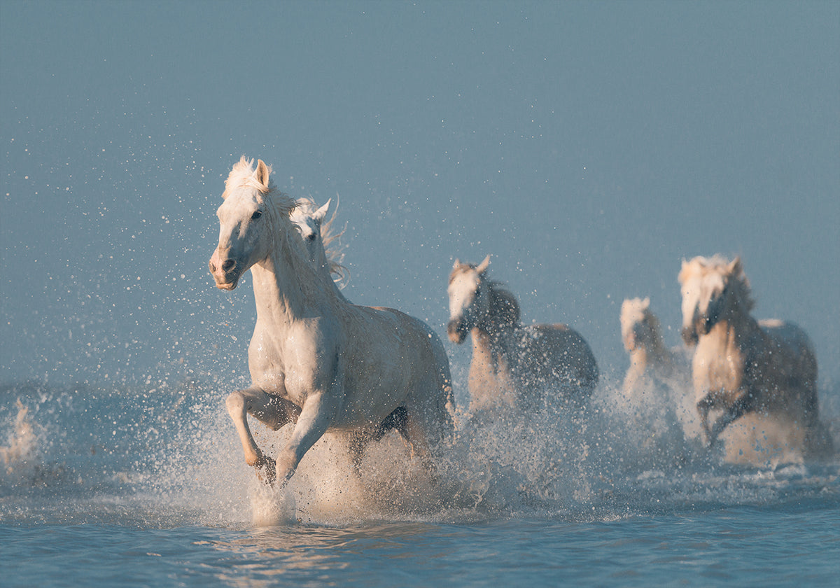 Angels of Camargue Plakat - Posterbox