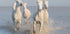 horses Plakat - Posterbox