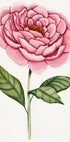 01 Peonie Salomebiermanillustration (NEW) - Posterbox