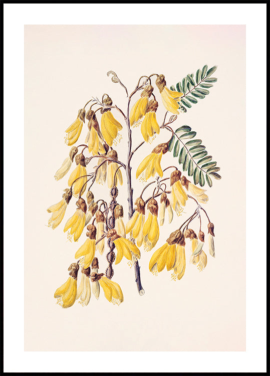 Kowhai Drawn By Sarah Featon (1848–1927) Plakat - Posterbox